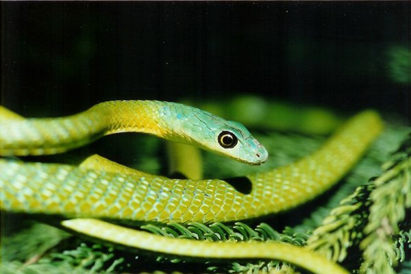 Die boomslang se gif is hemotoksies. Maar gelukkig is die boomslang redelik vriendelik en byt hy nie sommer vir die lekker nie.