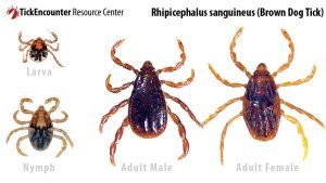 rhipicephalus_sanguineus