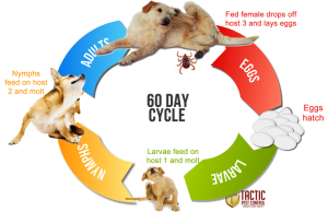 ticklifecycle-1